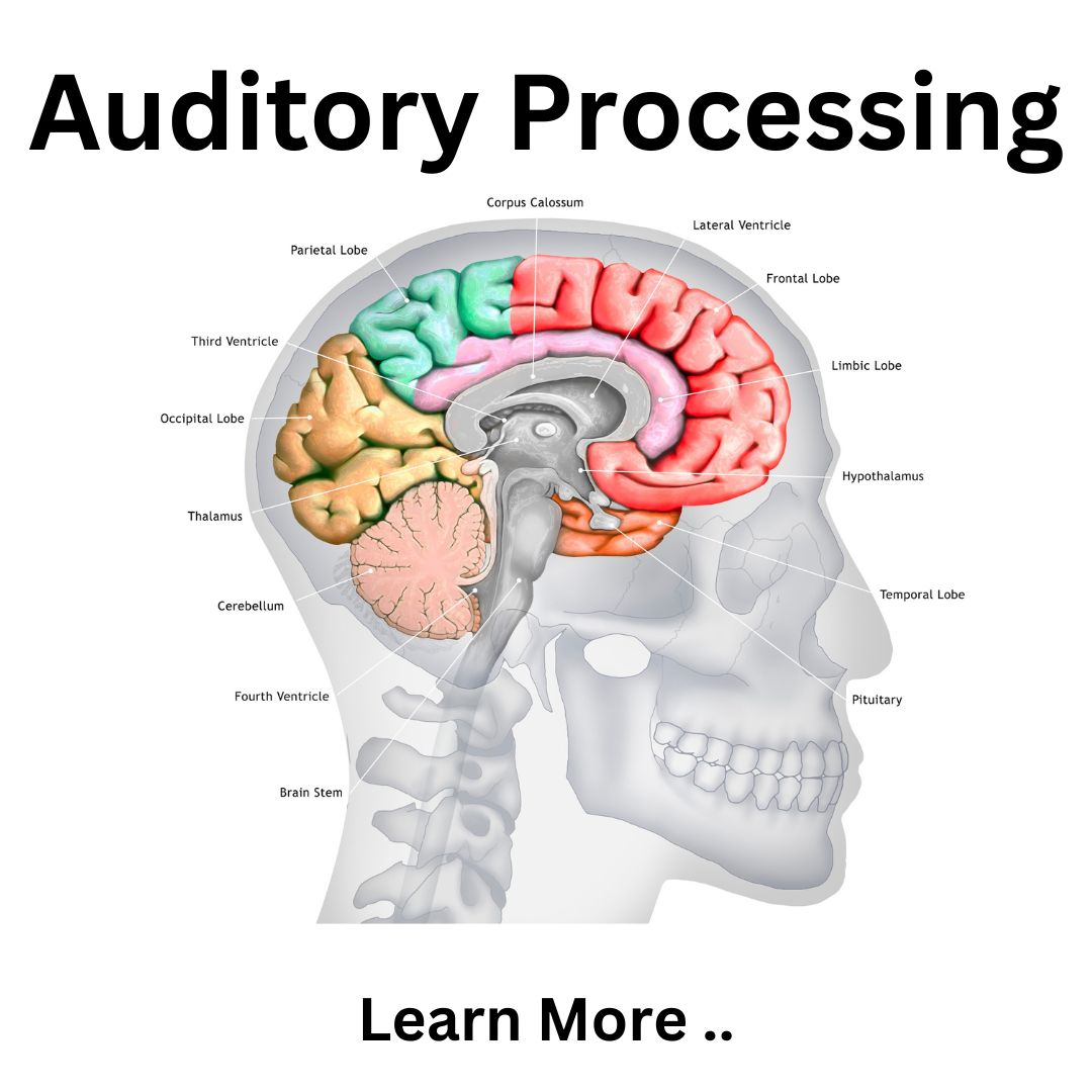 Understanding Auditory Processing: A Guide for Educators